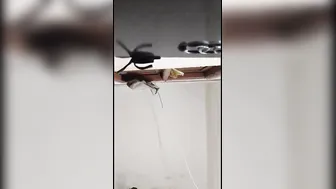 Mature Desi Aunty Moaning Loud While Getting Fucked Properly