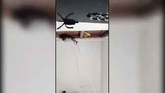 Mature Desi Aunty Moaning Loud While Getting Fucked Properly