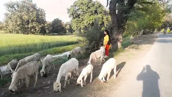 Village Aunty Showing Curves And Thick Body In Traditional Dress