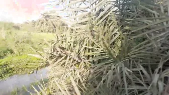 Village Aunty Showing Off Her Daily Routine Getting Naughty Alone