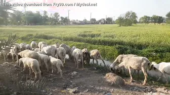 Village Aunty Showing Off Her Daily Routine Getting Naughty Alone
