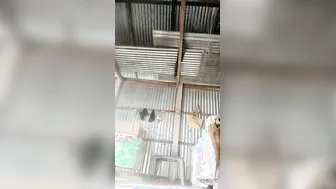 Desi Aunty From Delhi Masturbating Alone With Fresh Brinjal