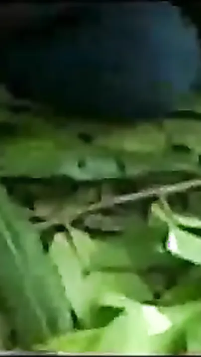 SouthIndiansex outdoor sex movie of a juvenile pair having pleasure