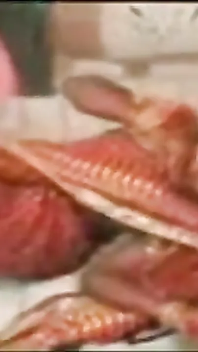 Amateur desi pair makes a sex movie of their home sex session