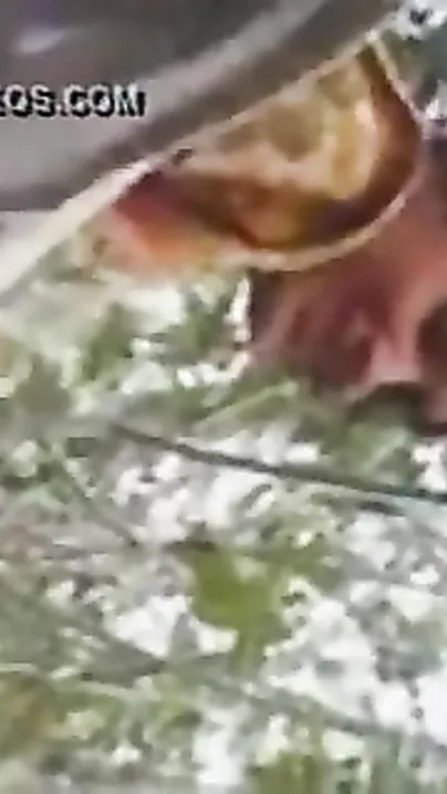 Desi bhabhi enjoys outdoor sex with her ex boyfriend