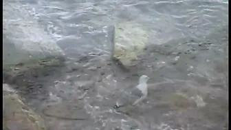 Three Girls Getting Wild Stripping And Playing With Each Other