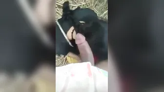 Village Girl Moaning Loud While Blowing Him With Dirty Hindi Talk