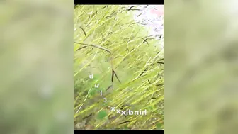 Village Slut Sucking Stranger Cock Outdoors For Cash On Camera