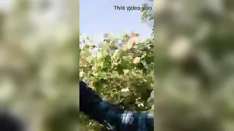 Desi Village Slut Spreading Her Pussy In The Fields For Everyone