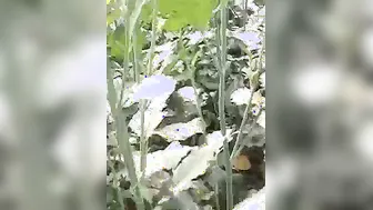 Older Man Pounding Young Girl Outdoors In Leaked Amateur Video