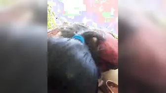Village Lovers Going Wild Having Passionate Sex In The Fields