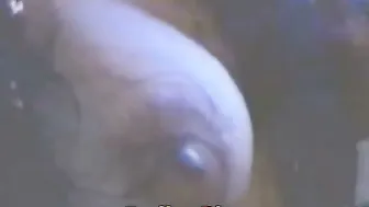 Busty Indian Babe Sucking Cock And Getting Fucked Really Hard Now