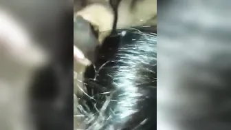 Busty Desi Girl Licking Ass In Private Mms Clip Leaked