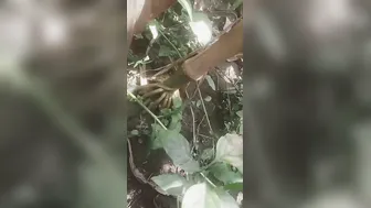 Married Bhabhi Sneaking Off To Jungle For Secret Rough Session