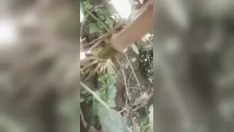 Married Bhabhi Sneaking Off To Jungle For Secret Rough Session