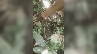 Married Bhabhi Sneaking Off To Jungle For Secret Rough Session