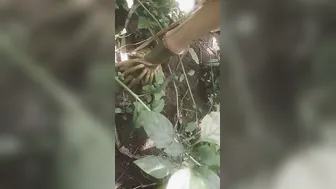 Married Bhabhi Sneaking Off To Jungle For Secret Rough Session