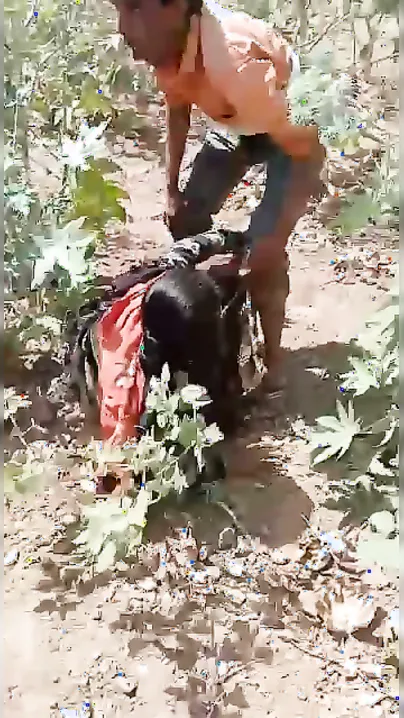 Village Sex Caught On Hidden Cam By Stranger Watching In Bushes