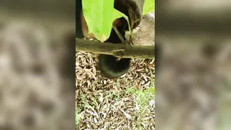 Big Ass Married Woman Riding Neighbor Outside Homemade Footage