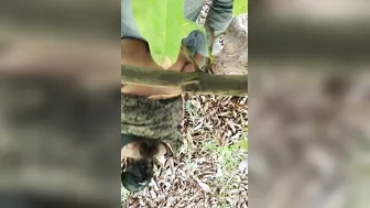 Big Ass Married Woman Riding Neighbor Outside Homemade Footage