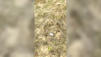 Married Bhabhi Sneaking Outdoor Sex With Neighbor In Fields