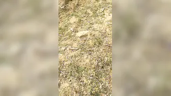 Married Bhabhi Sneaking Outdoor Sex With Neighbor In Fields