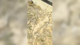 Married Bhabhi Sneaking Outdoor Sex With Neighbor In Fields