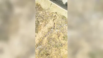 Married Bhabhi Sneaking Outdoor Sex With Neighbor In Fields