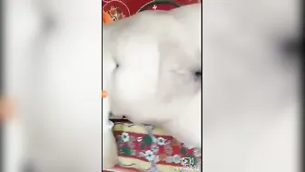 Married Woman Stripping Nude For Her BF Behind Curtain