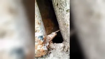 Young Village Wife Getting Her Tight Pussy Destroyed By Husband