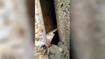 Young Village Wife Getting Her Tight Pussy Destroyed By Husband