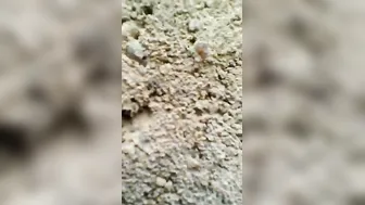 Young Village Wife Getting Her Tight Pussy Destroyed By Husband
