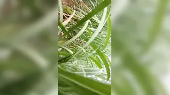 Village Girl Getting Pounded Outdoor In Leaked Sex Tape Online