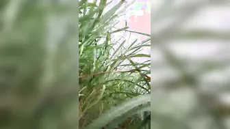 Village Girl Getting Pounded Outdoor In Leaked Sex Tape Online