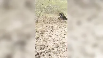 Local Guys Taking Turns Fucking Village Girl In Open Fields