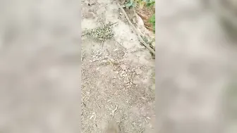 Couple Fucking Outdoors Caught On Camera By Someone Watching