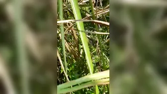 Taking Her Virginity Under The Open Sky In Our Village Fields