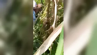 Taking Her Virginity Under The Open Sky In Our Village Fields