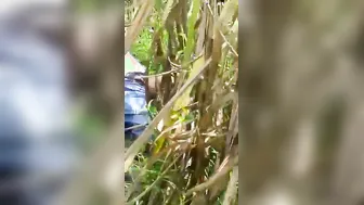 Taking Her Virginity Under The Open Sky In Our Village Fields