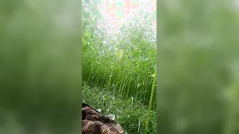 Village GF Sucking My Dick Outdoors In Risky Public