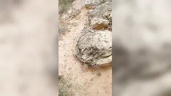 Local Village Slut Sucking Dick Deep In The Forest For Cash