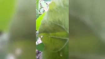 Taking My GF To Forest And Fucking Her On The Ground