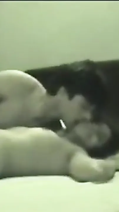 Hardcore Hindi sex video of hawt Bangalore college hotty