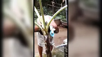 Secretly Recording My Lankan Wife Bathing Naked In Backyard