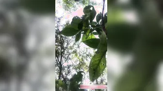 Desi Couple Caught Having Sex Outdoors Filmed On Hidden Cam