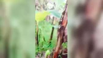 Tamil Girl Getting Fucked Outdoors In The Fields By Her Lover