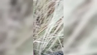 Hairy Pussy Village Girl Getting Fucked Hard Outdoors By Bf