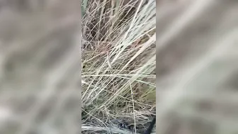 Hairy Pussy Village Girl Getting Fucked Hard Outdoors By Bf