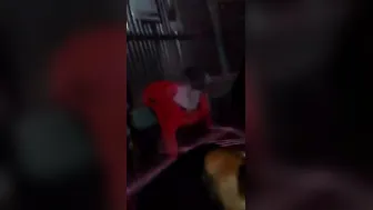 Mature Village Couple Fucking Raw In Leaked Homemade Mms