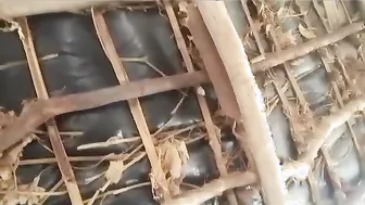 Village Wife Resting While He Films Her Exposed Breasts